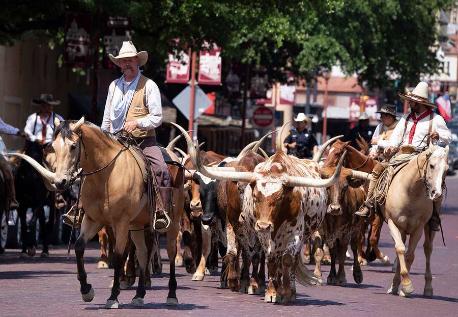 Cowboys conduzindo gado longhorn por uma rua urbana ensolarada. — Forte Papéis de Parede