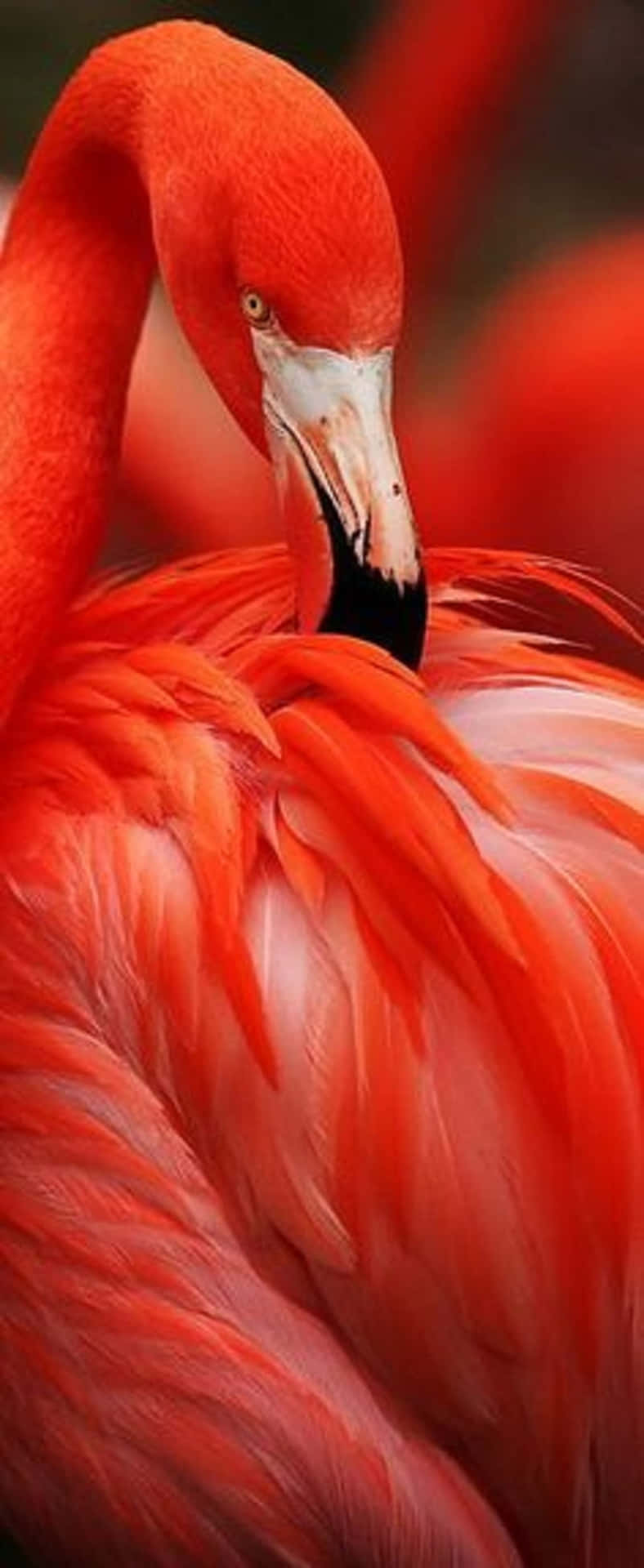 Fotografi Flamingo Iphone Wallpaper