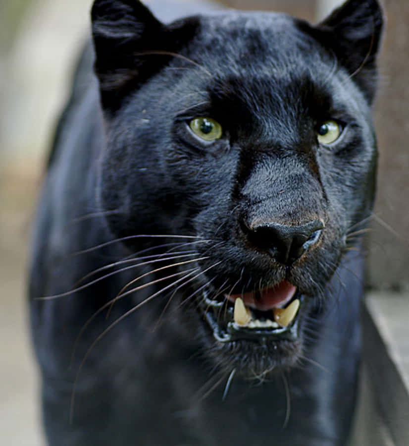 Fotos Do Black Panther