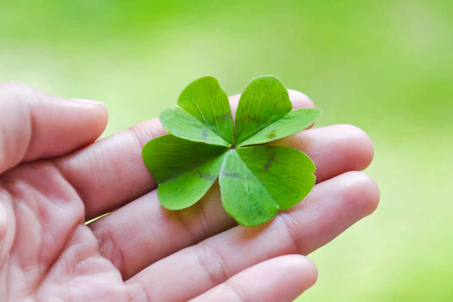 Closeup View Of Four Leaf Clover 4K HD Four Leaf Clover Wallpapers  HD  Wallpapers  ID 64651