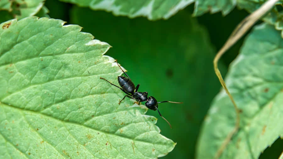 Fourmi Charpentière Fond d'écran