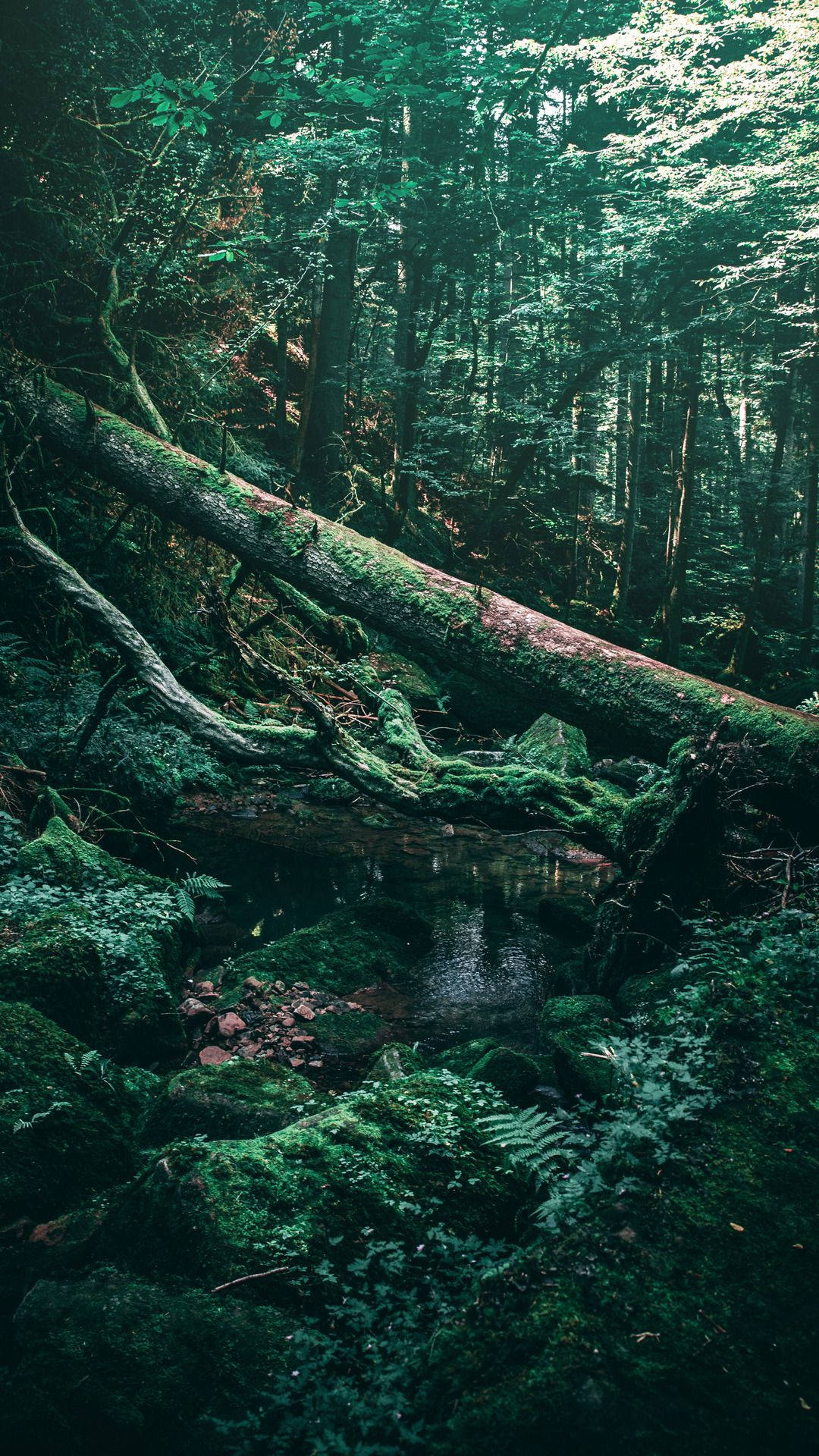 1000 Green Forest Pictures  Download Free Images on Unsplash