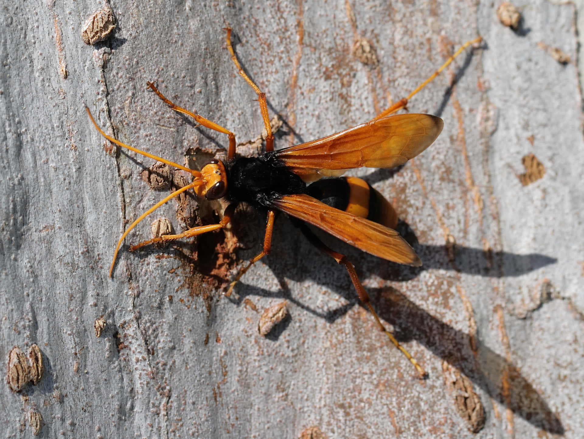 Frelon Araignée Fond d'écran