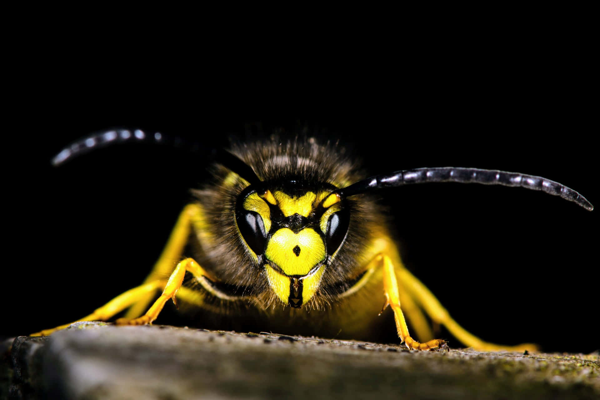 Frelon Jaune Fond d'écran