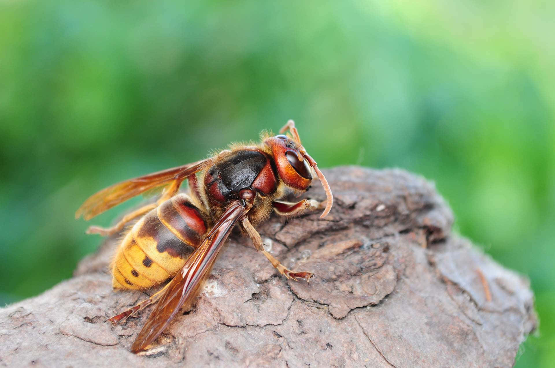 Frelon Fond d'écran