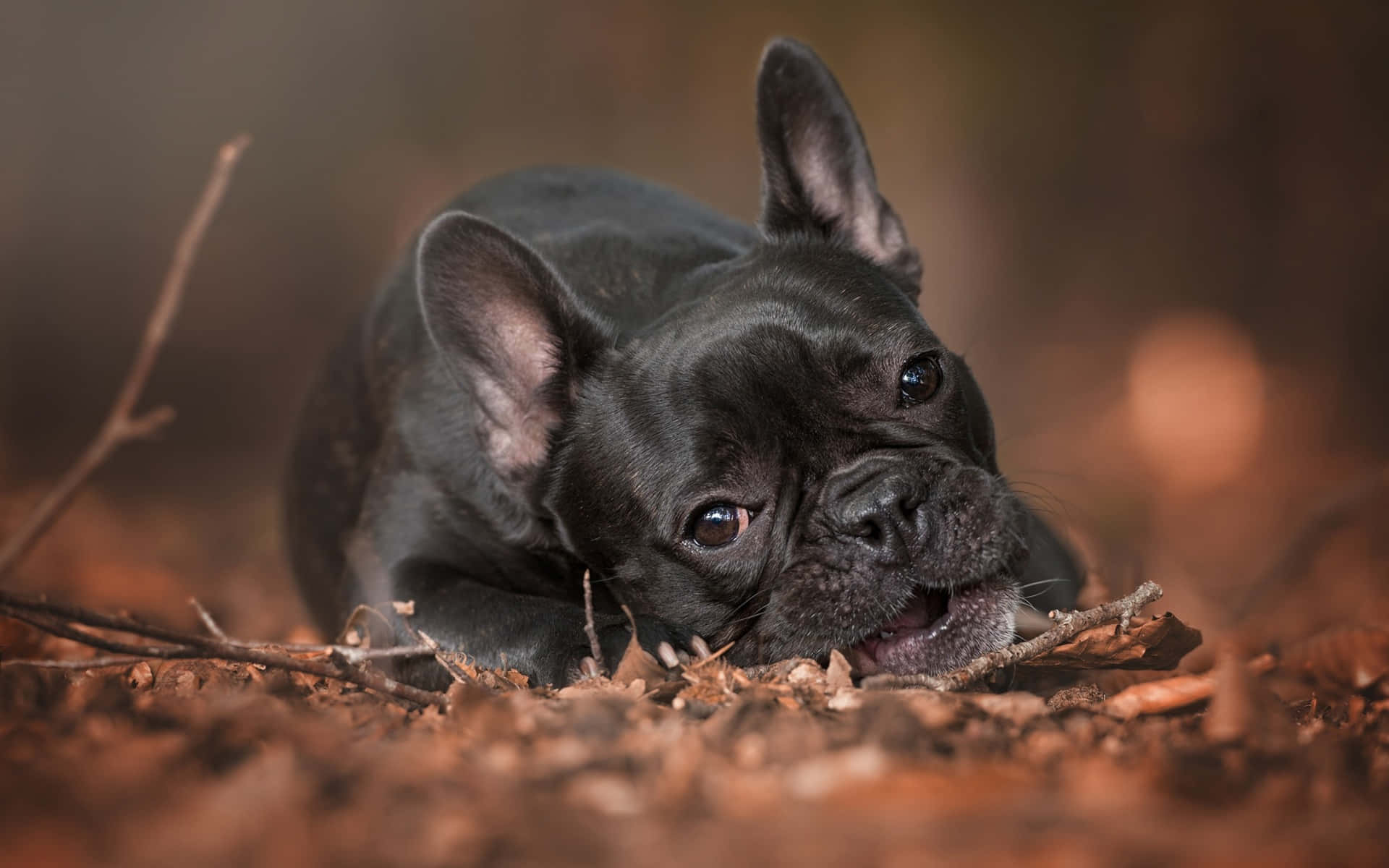 French Bulldog Pictures Wallpaper