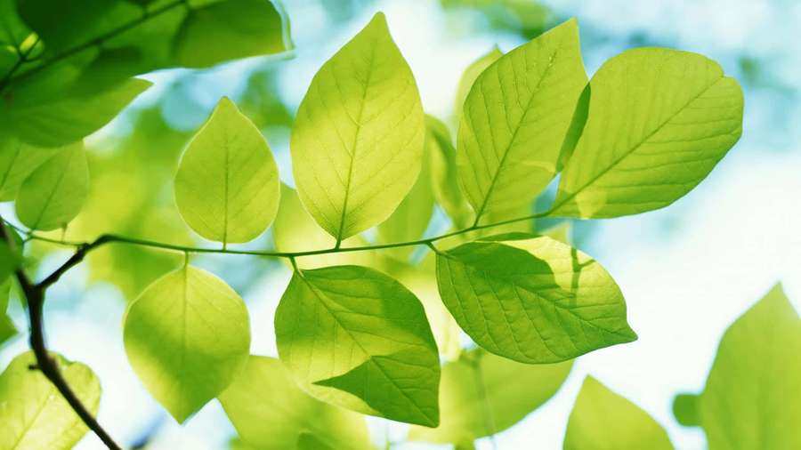 Vibrant green leaves illuminated by sunlight against a blue sky. — Fresh Background