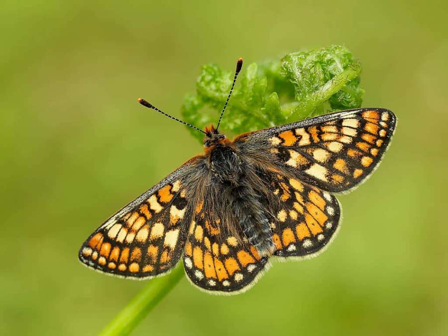 Uma borboleta colorida com asas laranja, pretas e brancas descansa em uma folha verde. — Fritillary Butterfly Papéis de Parede