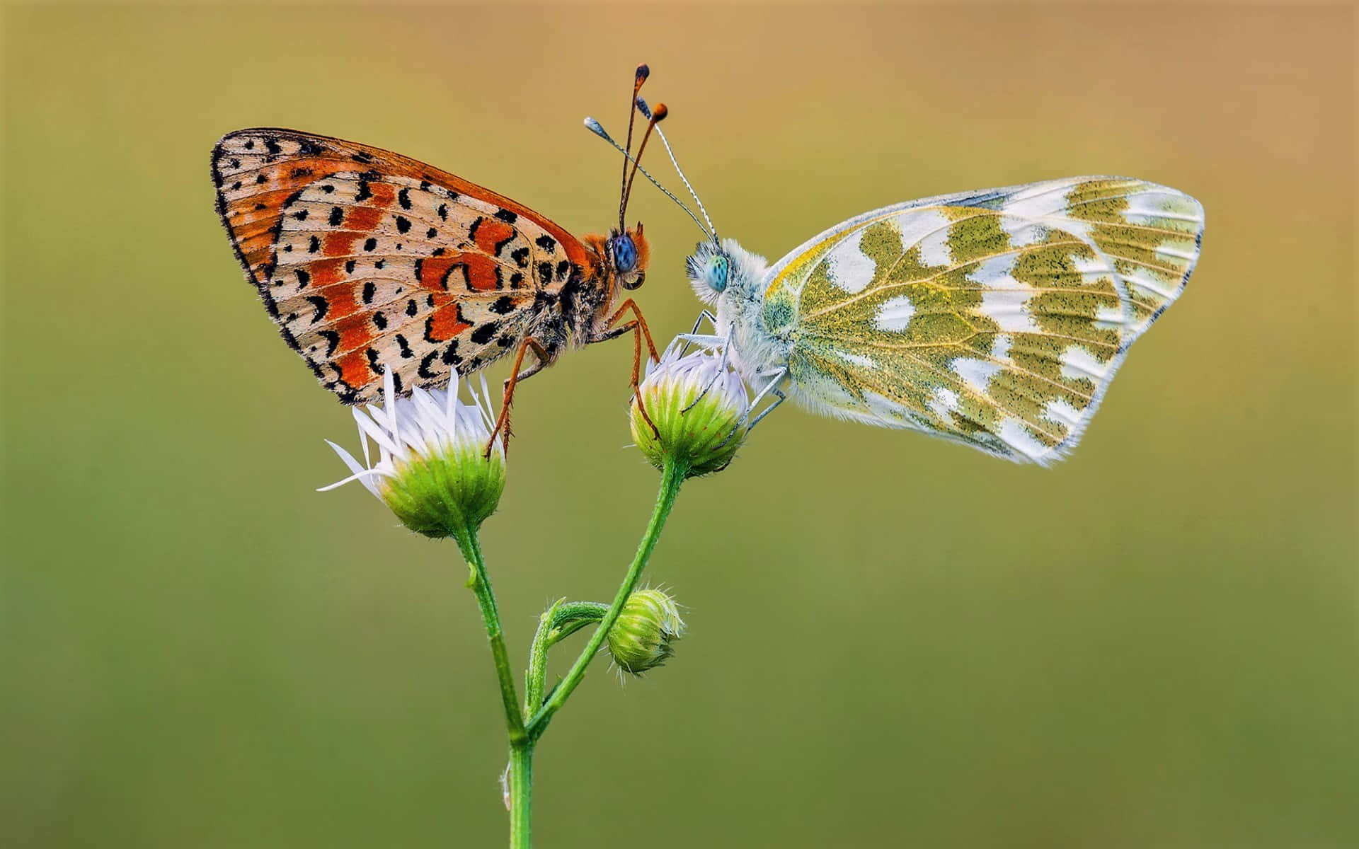 Fritillary-perhonen Taustakuva