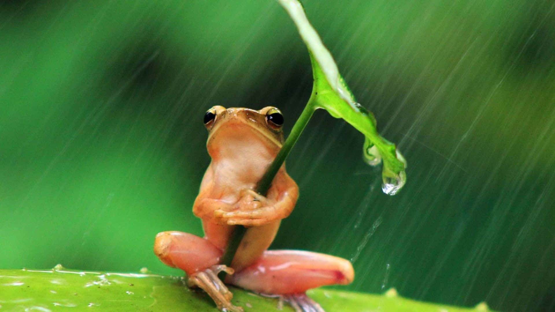 Frog Pictures Wallpaper