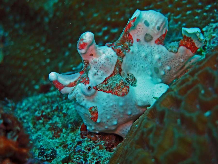Ein getarnter Anglerfisch, der mit roten Markierungen auf dem Korallenriff ruht. — Frogfish Wallpaper