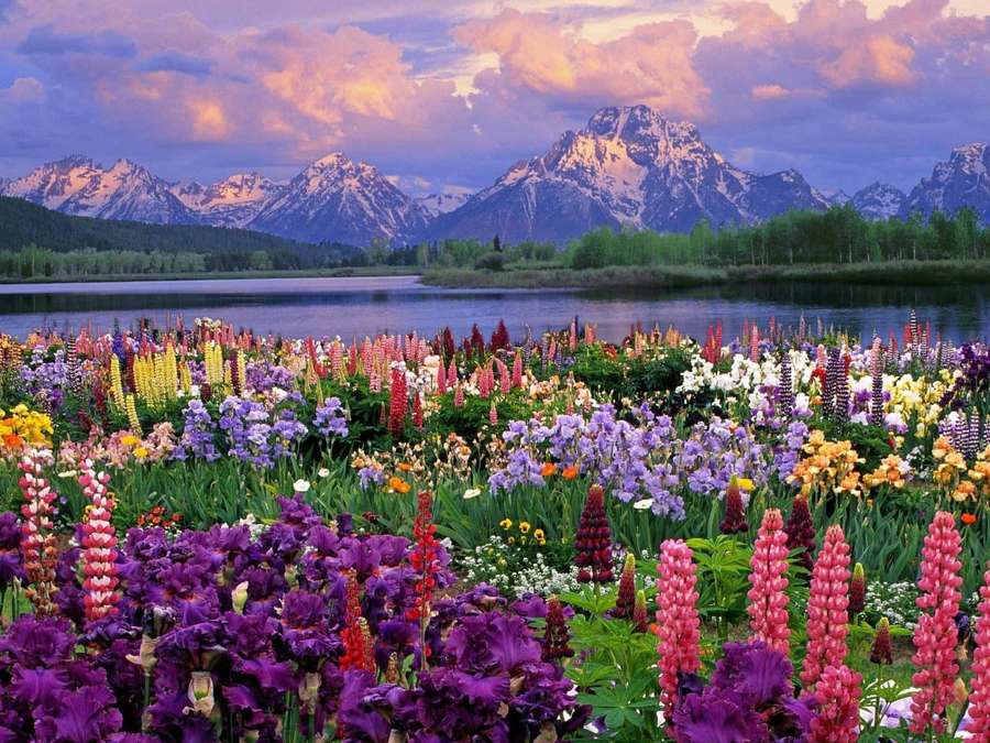 Bunte Wildblumen blühen in der Nähe eines Sees mit schneebedeckten Bergen bei Sonnenuntergang. — Frühlingsblumen desktop Wallpaper