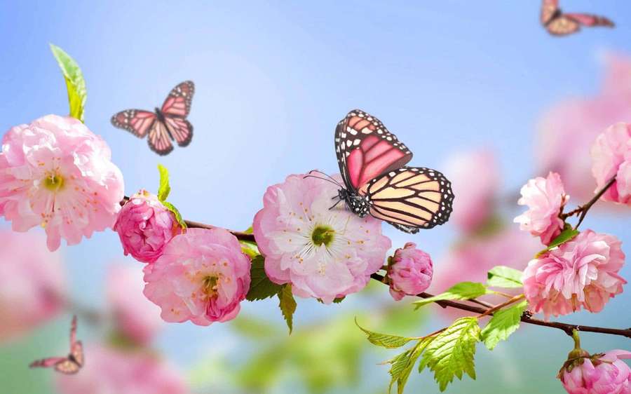 Schmetterlinge schweben an einem sonnigen Tag in der Nähe von rosa Kirschblüten. — Frühlingsblumen Wallpaper