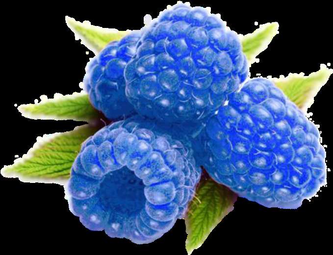 Cluster of blue raspberries with green leaves glistening with dew. — Fruit PNG