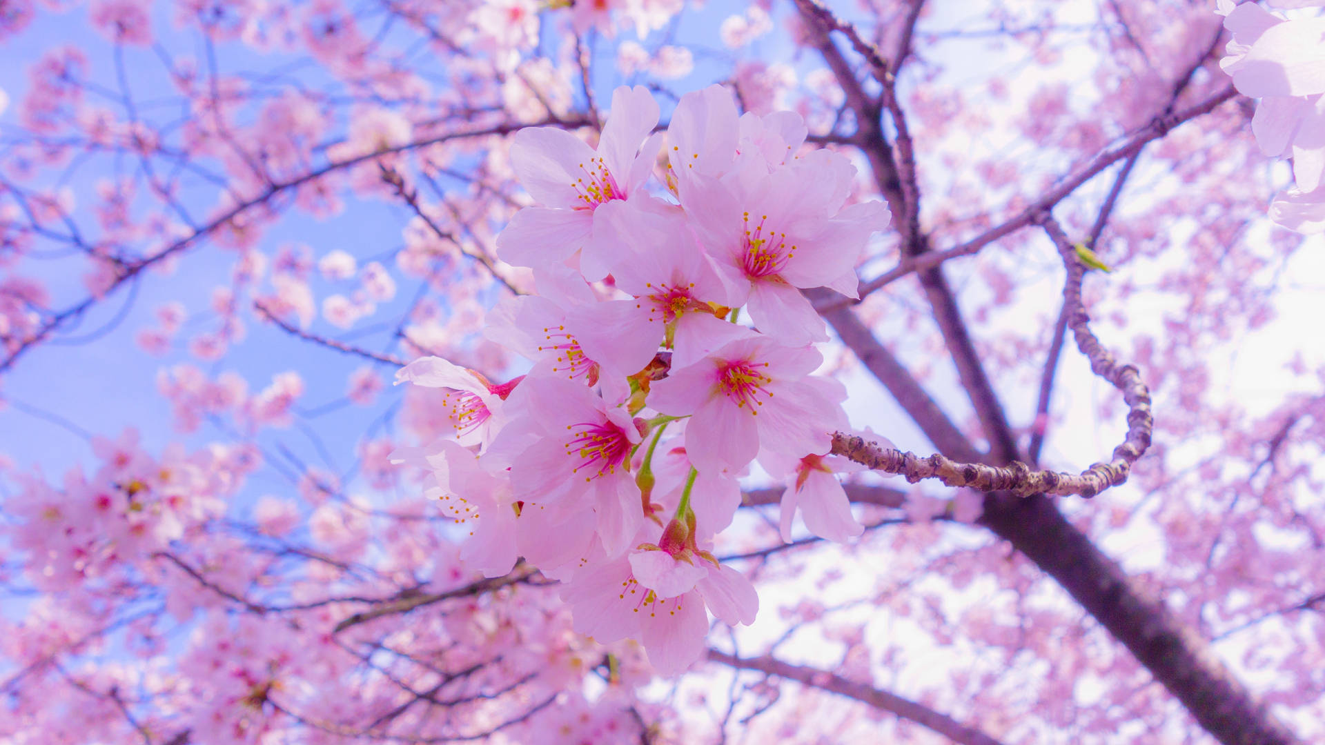 100+ Spring HD Wallpapers and Backgrounds