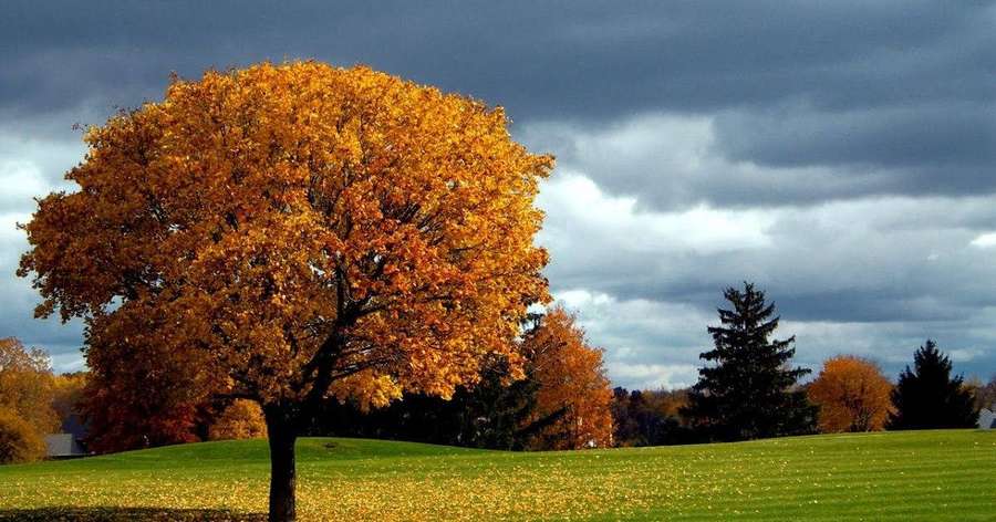 A single golden tree in autumn against a stormy sky on a green field. — Full Screen HD Desktop Wallpaper