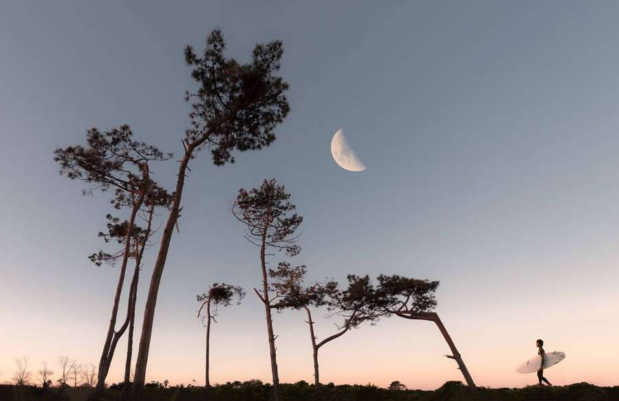 Silhouetted surfer walking past pine trees under a crescent moon at dusk. — Full Screen HD Wallpaper