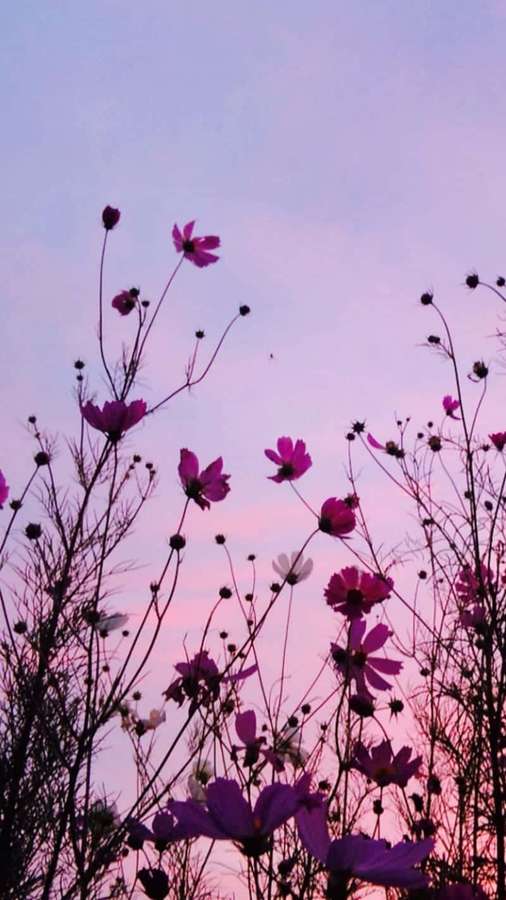 Flores de cosmos silhuetadas contra um céu de pôr do sol rosa e lavanda. — Fundo de flor roxa Papéis de Parede