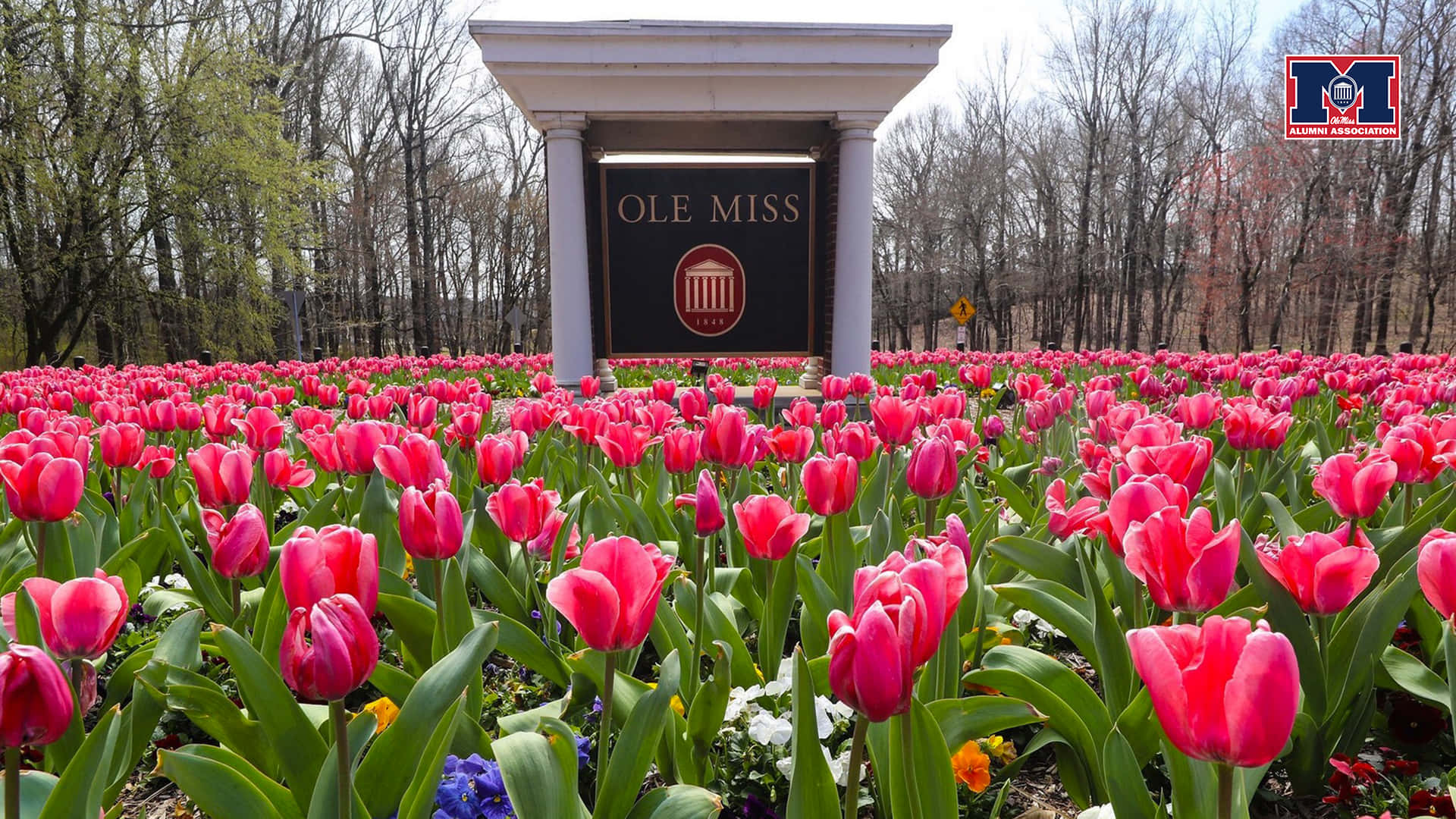 Fundo De Ole Miss