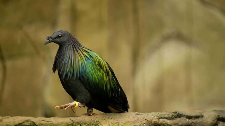 Um pássaro colorido com penas verdes e azuis empoleirado em um galho de árvore. — Fundo de pombo Papéis de Parede