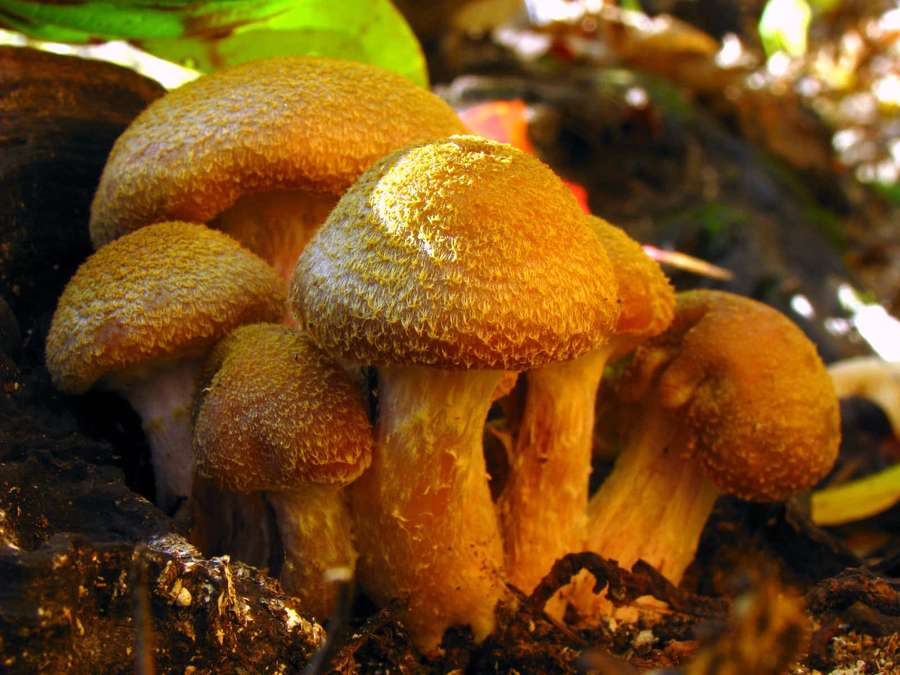 Agrupamento de cogumelos texturizados dourados crescendo no solo da floresta. — Fungo Papéis de Parede