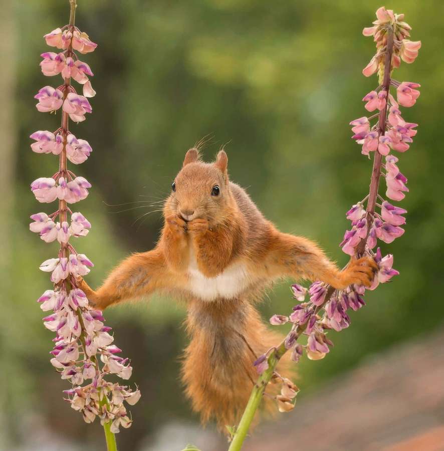 Red squirrel holding pink flower stalks and eating a seed — Funniest Picture