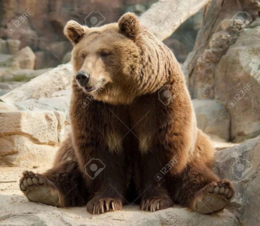 A large brown bear sitting on rocks in a natural setting. — Funny Bear Picture