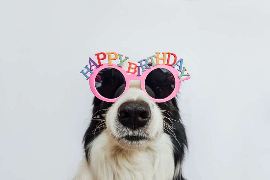 A dog wearing birthday sunglasses with colorful letters. — Funny Birthday Wallpaper