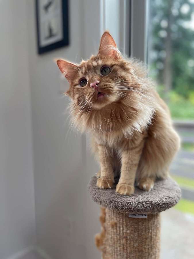 Fluffy ginger cat sitting on scratching post looking up curiously near window — Funny Cat Memes Picture