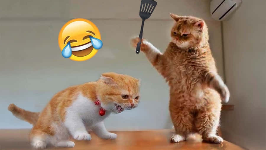 Funny Cats Pictures Wallpaper