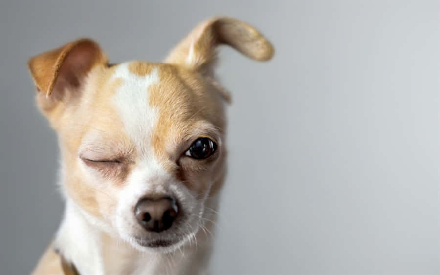 Funny Chihuahua Pictures Wallpaper