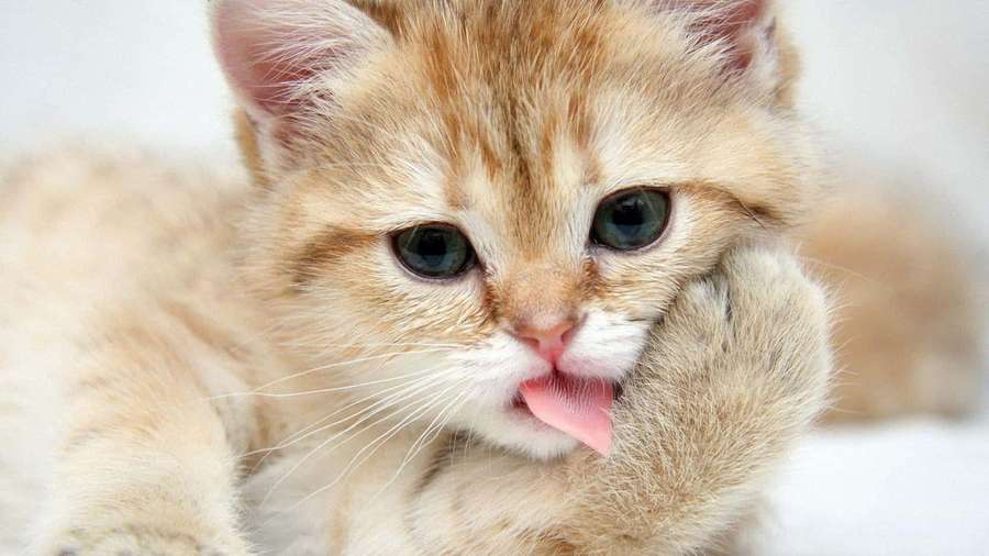 Fluffy ginger kitten licking its paw with bright green eyes. — Funny Cute Animals Wallpaper