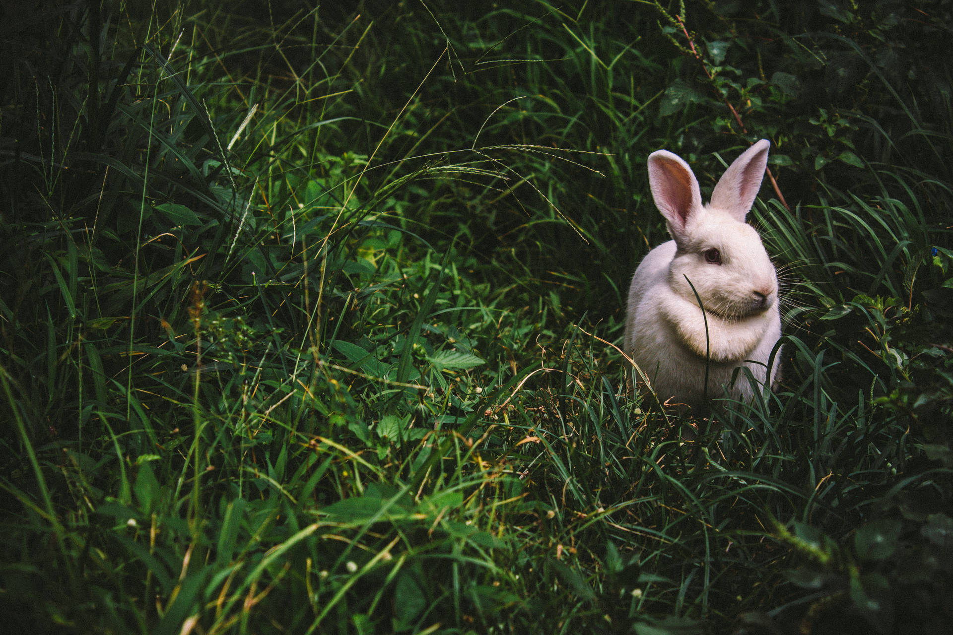 En vit kanin som sitter i högt grönt gräs i en naturlig miljö. — Funny Easter Bilder
