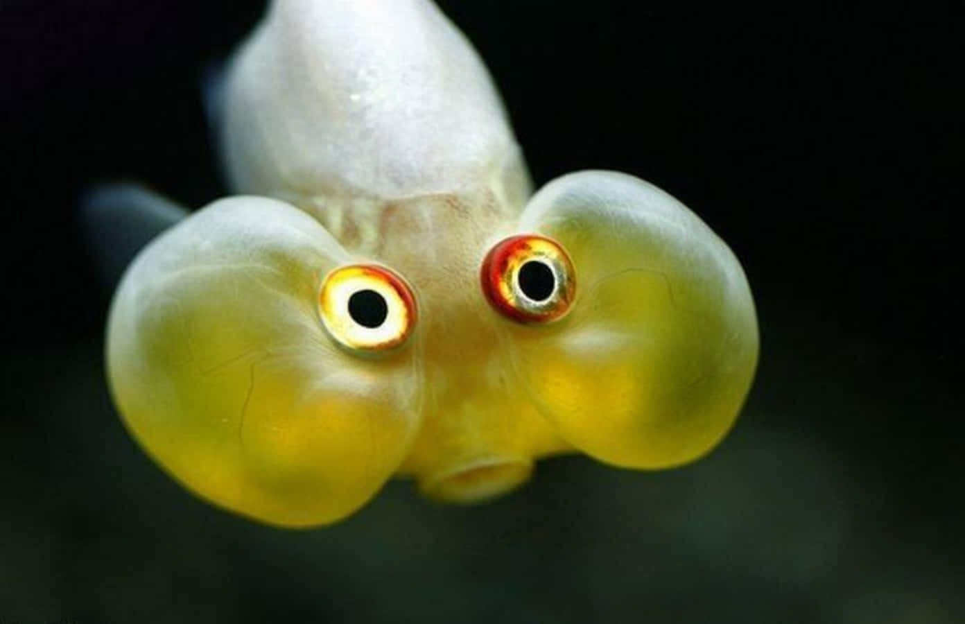 Funny Fish Pictures Wallpaper
