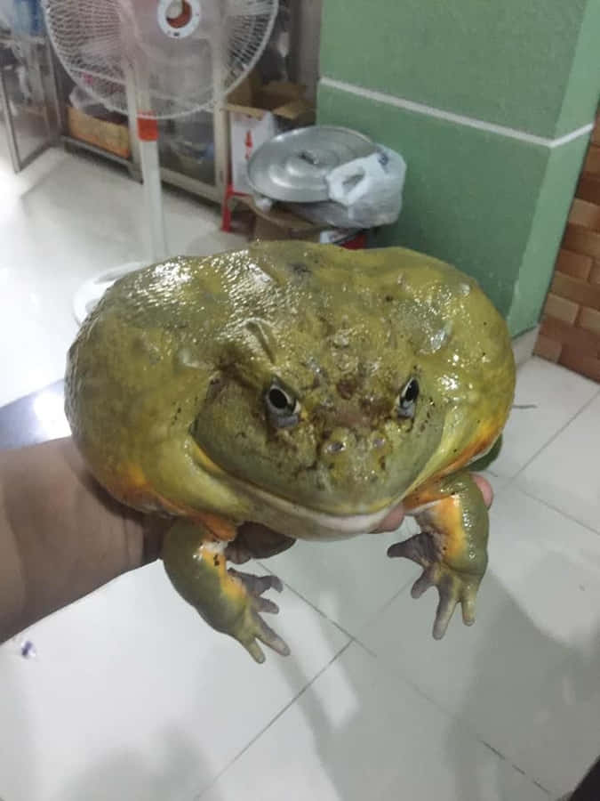 Funny Frog Billeder