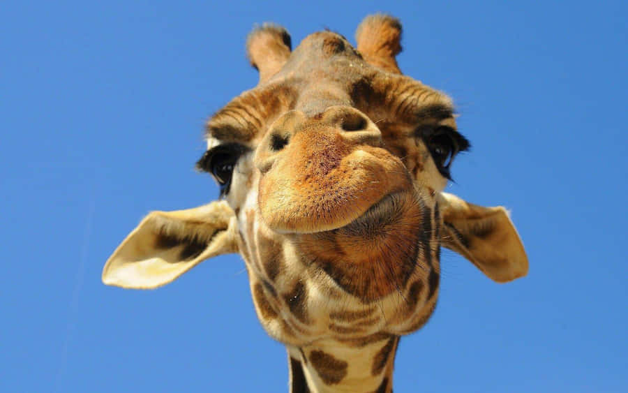Funny Giraffe Pictures Wallpaper