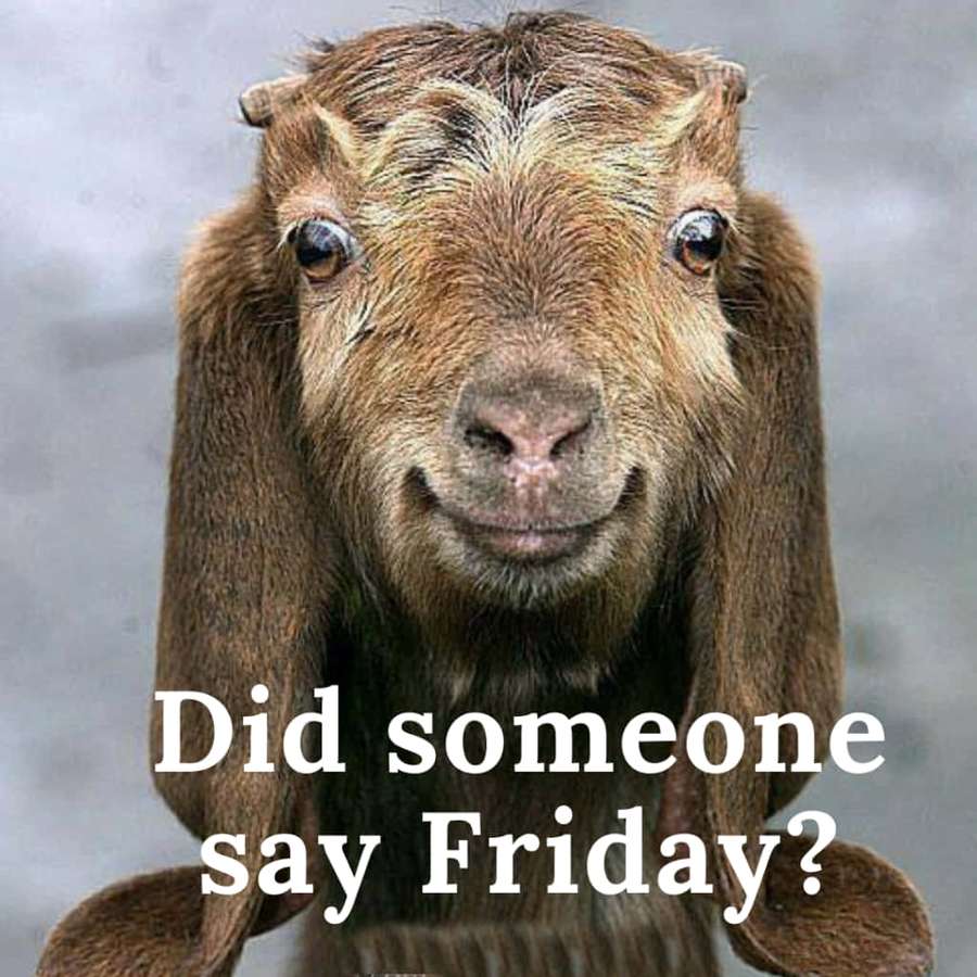 A brown goat with a smug smile and text asking if someone said Friday. — Funny Goat Background