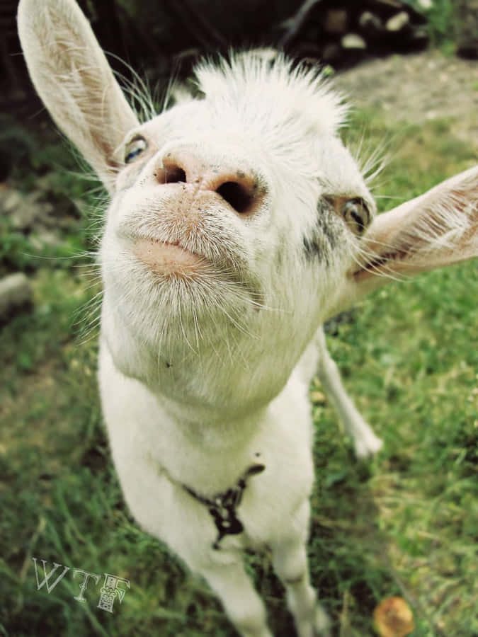 Funny Goat Billeder