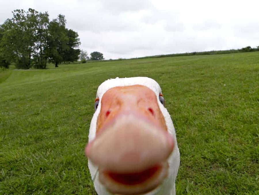 Um ganso branco olha diretamente para a câmera em um campo verde. — Funny Goose Papéis de Parede