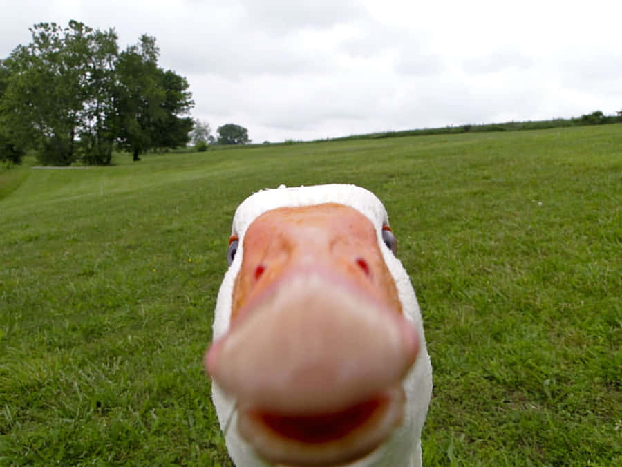 Funny Goose Billeder