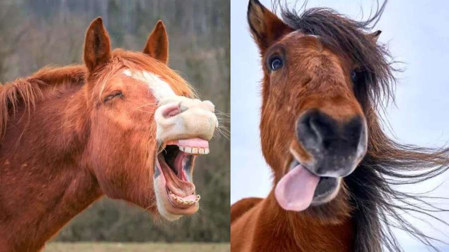 Two happy horses one yawning the other sticking out its tongue in a playful outdoor scene. — Funny Horse Wallpaper
