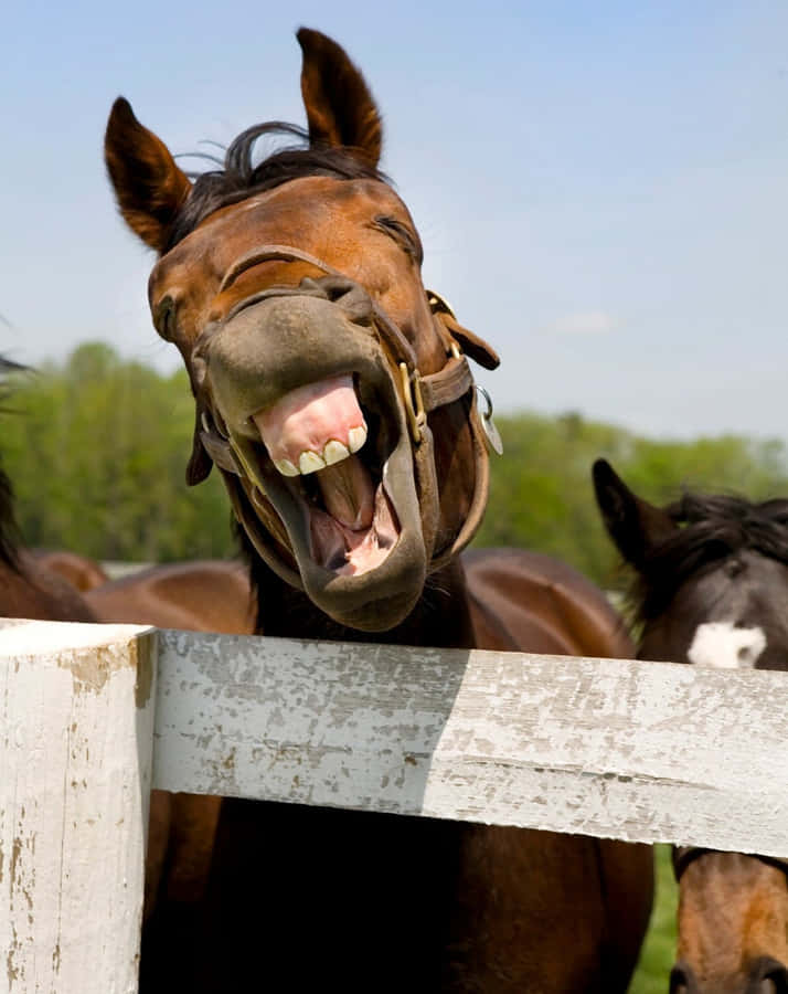 Funny Horse Pictures