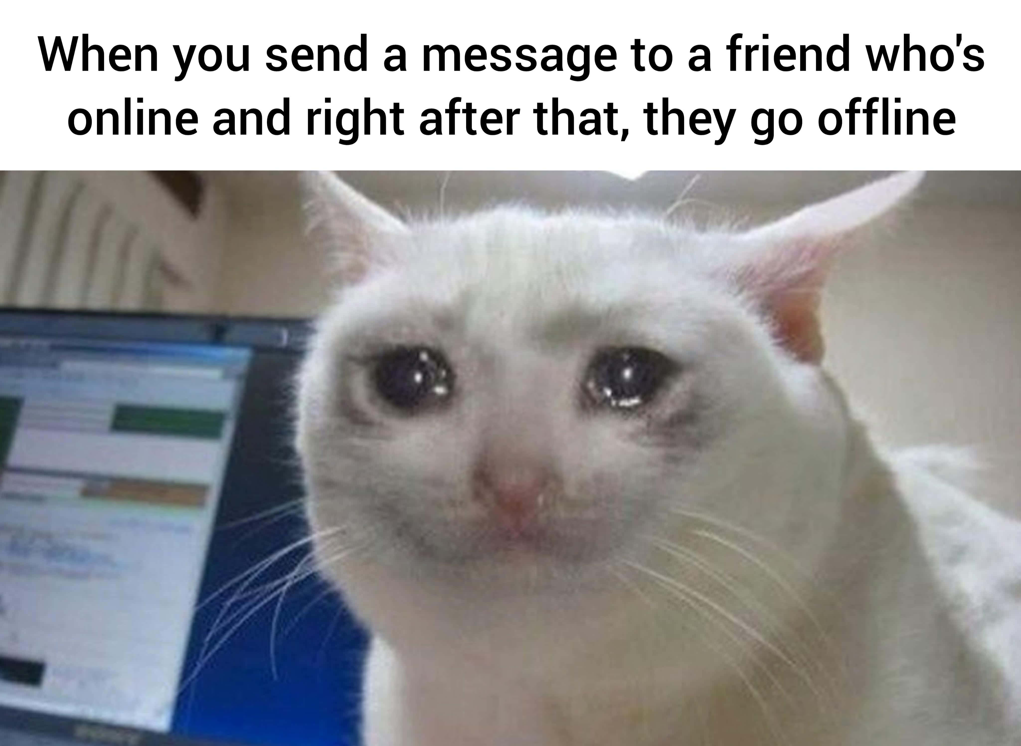 A white cat looks sadly at a laptop screen with a messaging app. — Funny Meme Picture