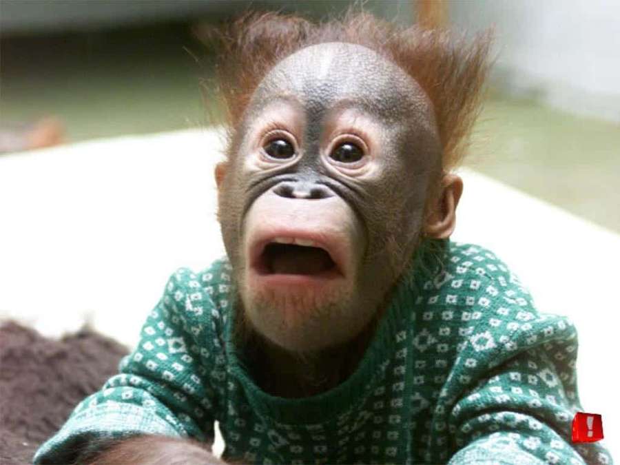Baby orangutan wearing green sweater with surprised expression — Funny Monkey Picture