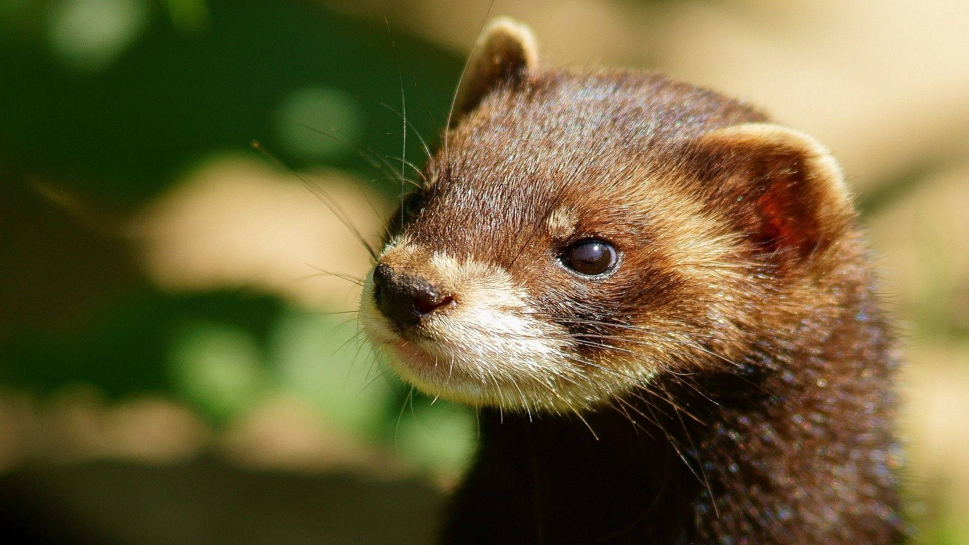 Furet Fond d'écran