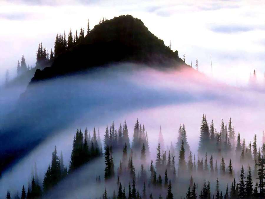 Berggipfel und Kiefernwald in Nebel gehüllt bei Dämmerung. — Gabeln Washington Wallpaper