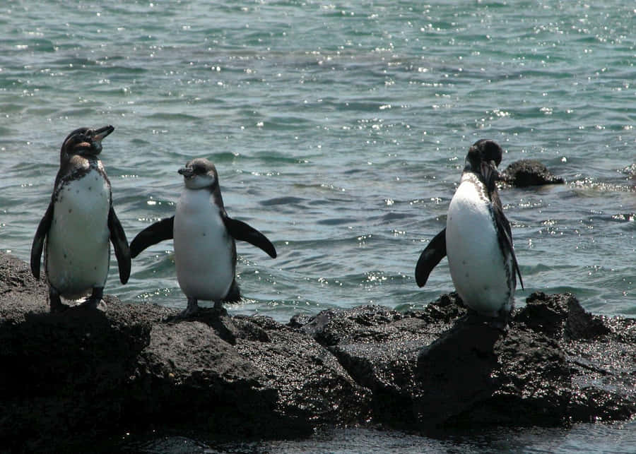 Galapagos Pingvin Bakgrunnsbildet