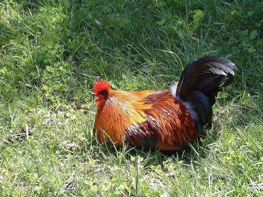 Un gallo colorido de pie sobre hierba verde bajo la luz solar brillante. — Gallos Fondos de pantalla