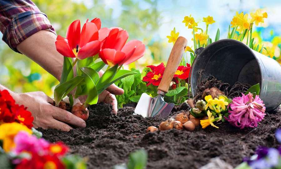 Person planting tulips and other flowers in garden soil with tools nearby. — Gardening Wallpaper