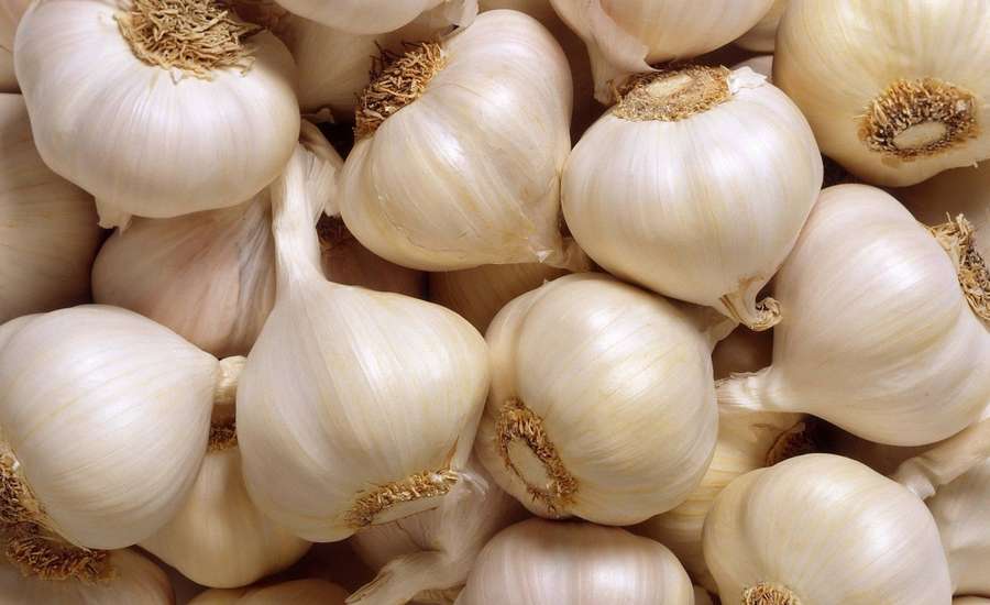 Fresh garlic bulbs with papery white skins and dried stems. — Garlic Wallpaper